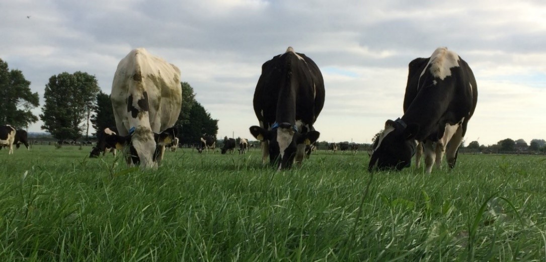 UCD Dairy Business